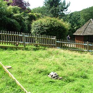 Giant Tortoise Exhibit at Woburn, 22/07/12