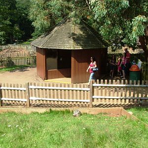 Giant Tortoise Exhibit at Woburn, 22/07/12