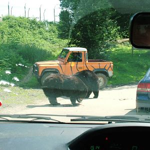 Black Bear Encounter at Woburn, 22/07/12