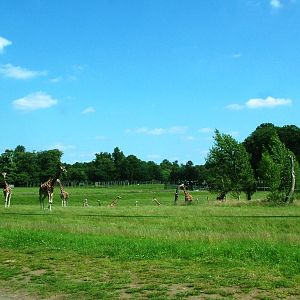 Rothschild's Giraffe Reserve View at Woburn, 22/07/12