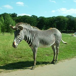 Grevy's Zebra at Woburn, 22/07/12