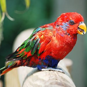 Hybrid Lory at Woburn, 22/07/12