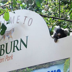 Free-roaming Marmoset at Woburn, 22/07/12