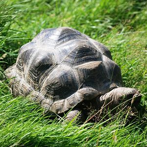Aldabran Giant Tortoise at Woburn, 22/07/12