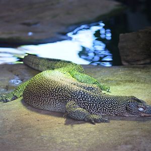 Mangrove Monitor at Woburn, 22/07/12