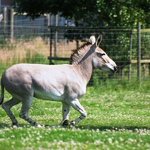 Somali Wild Ass at Woburn, 22/07/12