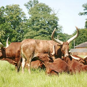 Ankole Cattle at Woburn, 22/07/12