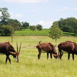 Southern Sable Antelope at Woburn, 22/07/12