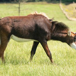 Southern Sable Antelope at Woburn, 22/07/12