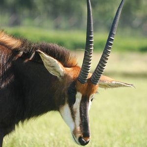 Southern Sable Antelope at Woburn, 22/07/12