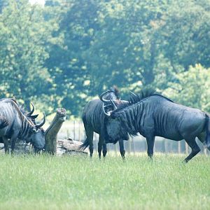 Black-bearded Brindled Gnus at Woburn, 22/07/12
