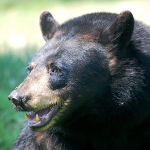 American Black Bear at Woburn, 22/07/12