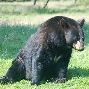 American Black Bear at Woburn, 22/07/12