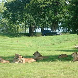 African Lions at Woburn, 22/07/12