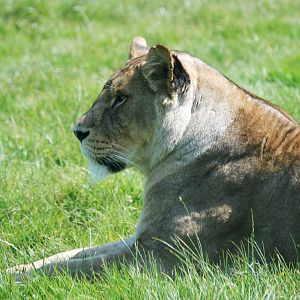 African Lion at Woburn, 22/07/12
