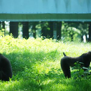 Drills at Woburn, 22/07/12