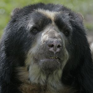 Spectacled bear male 'Sangay'