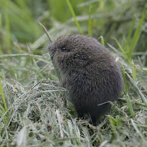 Field vole juvenile (wild)