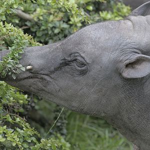 Female babirusa foraging