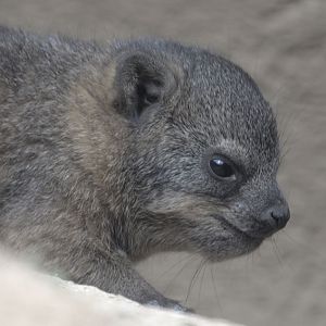 Newborn Cape hyrax close-up