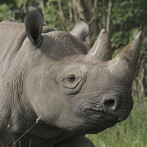 Eastern black rhino