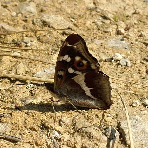 Purple Emperor at Fermyn Woods, 22/07/12