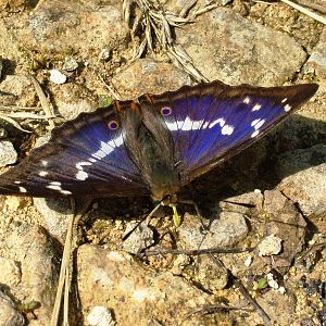 Purple Emperor at Fermyn Woods, 22/07/12