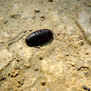 Pill Millipede at Fermyn Woods, 22/07/12