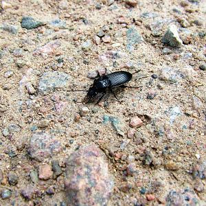 Ground Beetle at Fermyn Woods, 22/07/12