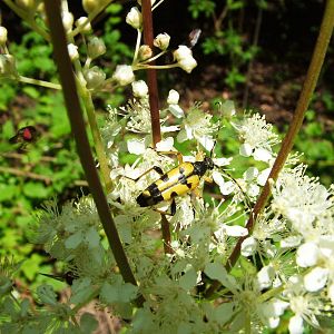 Spotted Longhorn Beetle at Fermyn Woods, 22/07/12