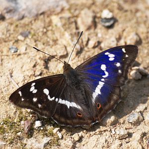 Purple Emperor at Fermyn Woods, 22/07/12