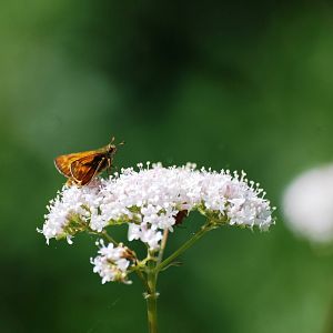 Large Skipper at Fermyn Woods, 22/07/12