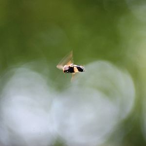 Pellucid Hoverfly at Fermyn Woods, 22/07/12