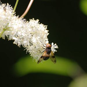 Pellucid Hoverfly at Fermyn Woods, 22/07/12
