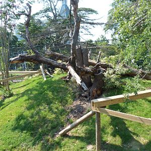 Trail of the Tiger - Sun Bear Exhibit (7/17/12)