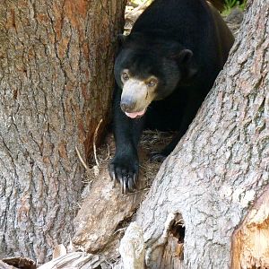 Cautious Sun Bear - Trail of the Tiger (7-17-12)