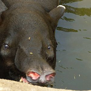 Up Close - Trail of the Tiger (7-17-12)