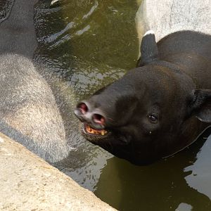 I Smell You (7-17-12)