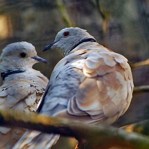 BARBARY DOVE