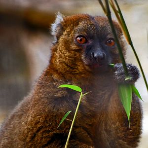 GREATER BAMBOO LEMUR