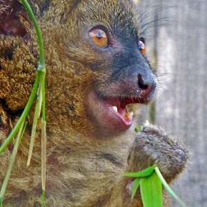 GREATER BAMBOO LEMUR