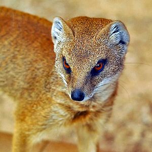 YELLOW MONGOOSE