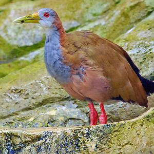 GREAT WATER RAIL