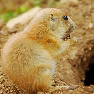Black-tailed prairie dog