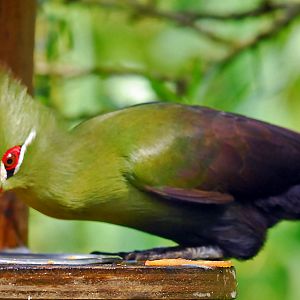 GREEN TURACO