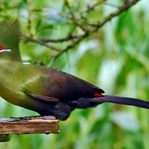 GREEN TURACO
