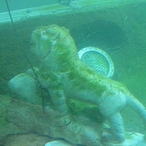 Water Weight - Trail of the Tiger (7-17-12)