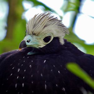 Trinidad Piping Guan