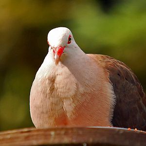 PINK PIGEON