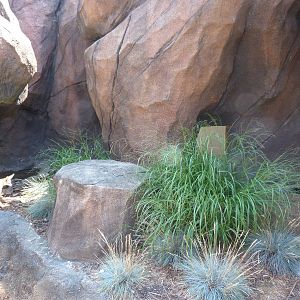 Fennec Fox Exhibit - O. Delta (7-17-12)